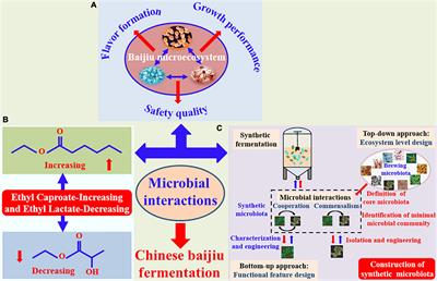 Effect of microbial interaction on flavor quality in Chinese baijiu fermentation